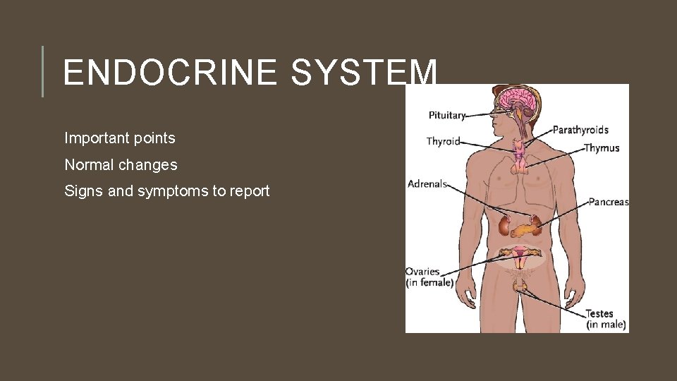 ENDOCRINE SYSTEM Important points Normal changes Signs and symptoms to report 