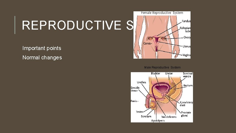 REPRODUCTIVE SYSTEM Important points Normal changes Male Reproductive System 