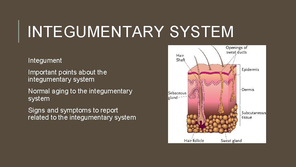 INTEGUMENTARY SYSTEM Integument Important points about the integumentary system Normal aging to the integumentary
