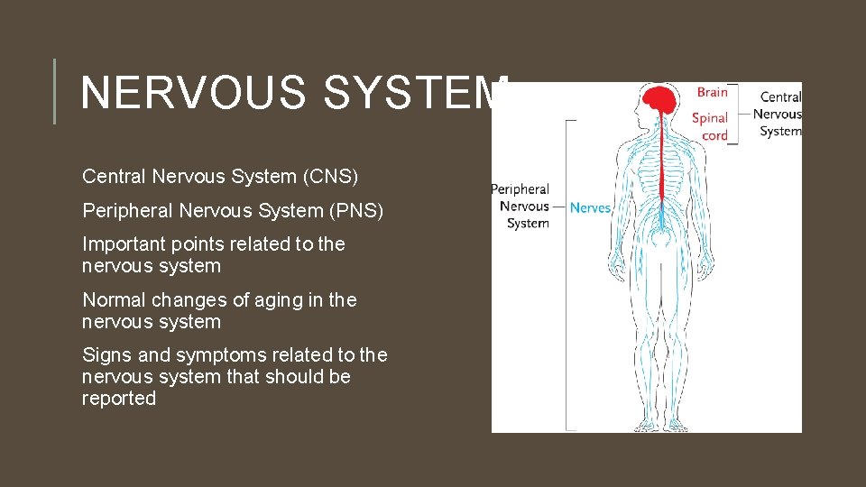 NERVOUS SYSTEM Central Nervous System (CNS) Peripheral Nervous System (PNS) Important points related to
