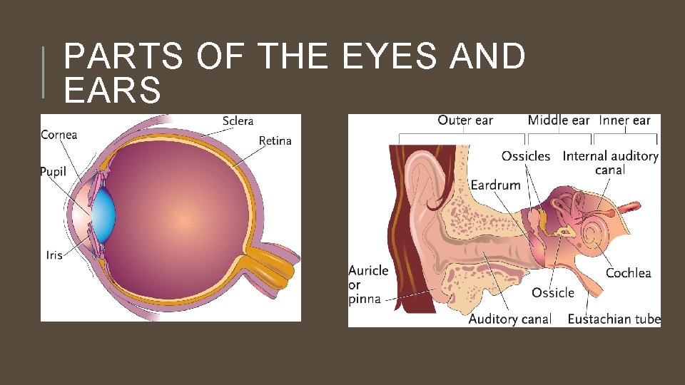 PARTS OF THE EYES AND EARS 