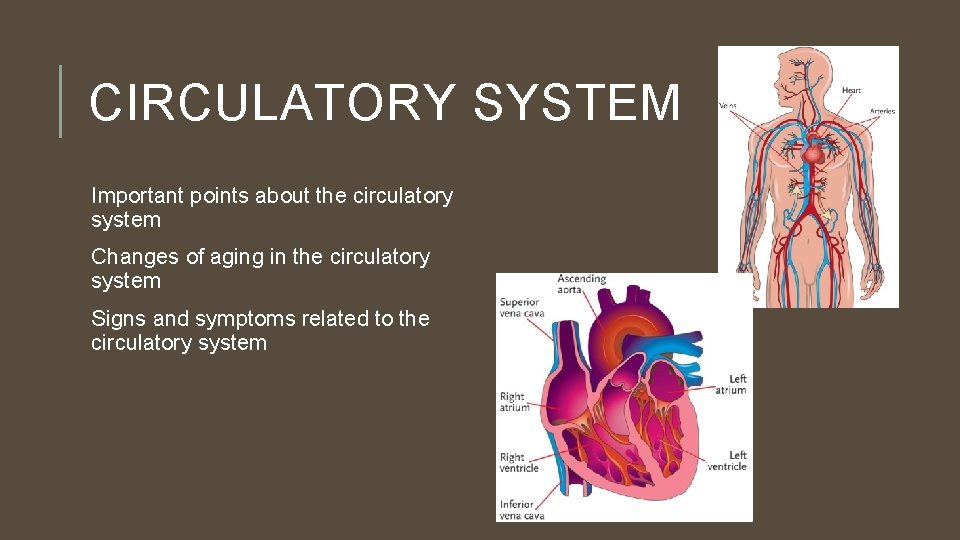 CIRCULATORY SYSTEM Important points about the circulatory system Changes of aging in the circulatory