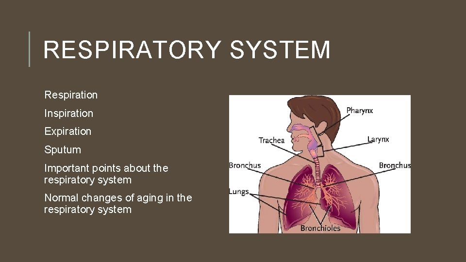 RESPIRATORY SYSTEM Respiration Inspiration Expiration Sputum Important points about the respiratory system Normal changes