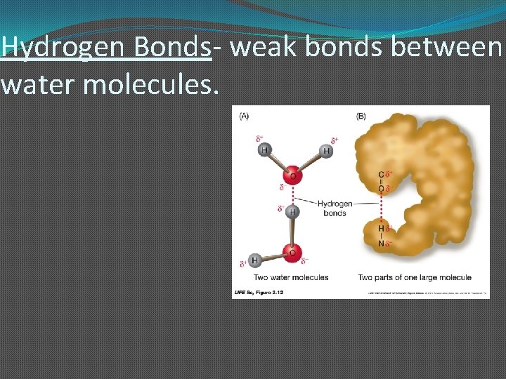 Hydrogen Bonds- weak bonds between water molecules. 