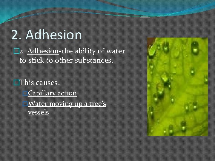 2. Adhesion � 2. Adhesion-the ability of water to stick to other substances. �This