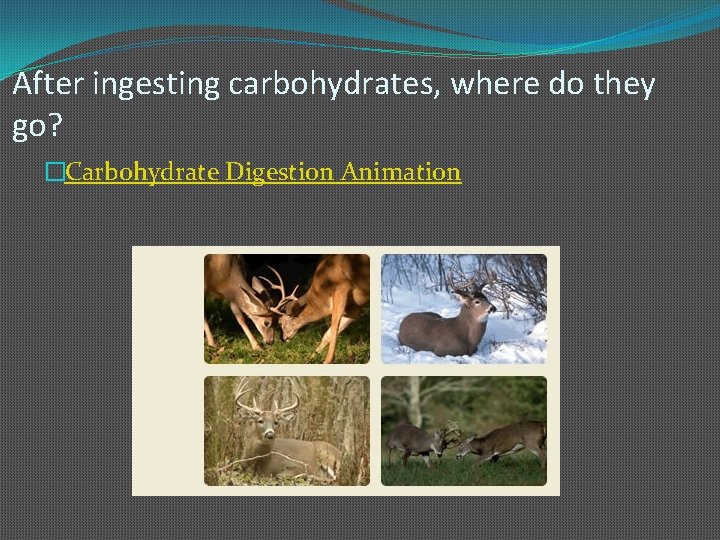 After ingesting carbohydrates, where do they go? �Carbohydrate Digestion Animation 