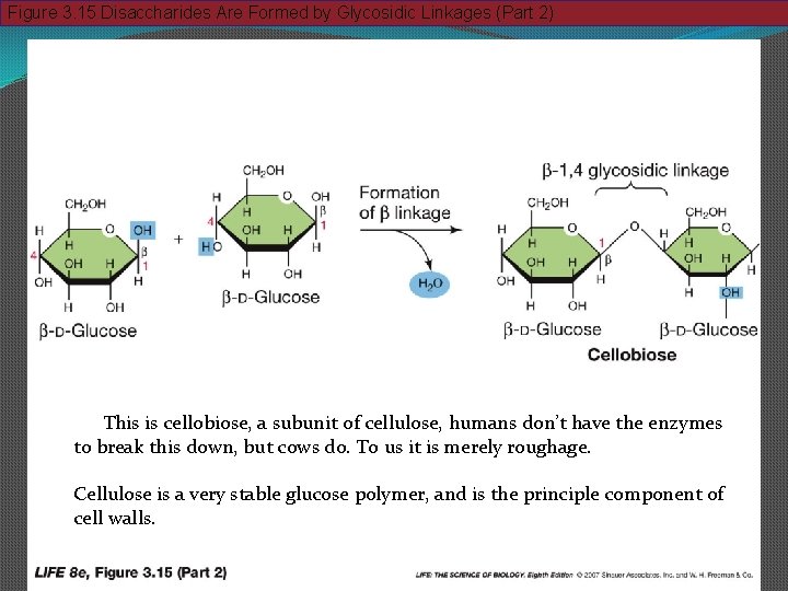 Figure 3. 15 Disaccharides Are Formed by Glycosidic Linkages (Part 2) This is cellobiose,