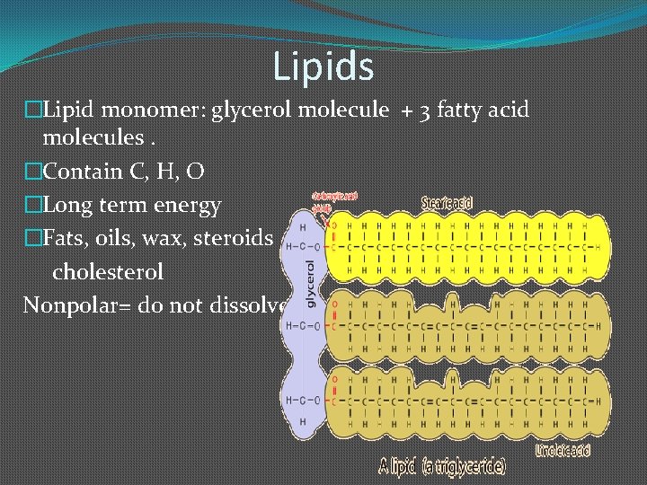 Lipids �Lipid monomer: glycerol molecule + 3 fatty acid molecules. �Contain C, H, O