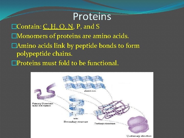 Proteins �Contain: C, H, O, N, P, and S �Monomers of proteins are amino