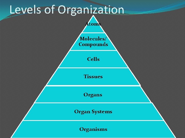 Levels of Organization Atoms Molecules/ Compounds Cells Tissues Organ Systems Organisms 