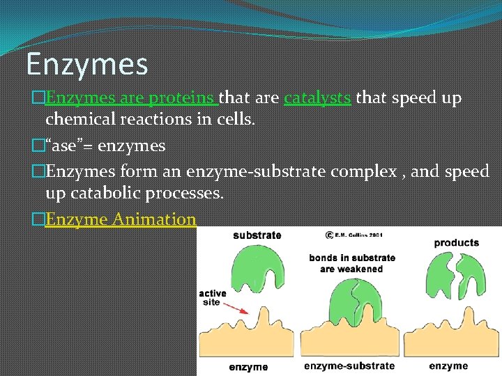 Enzymes �Enzymes are proteins that are catalysts that speed up chemical reactions in cells.
