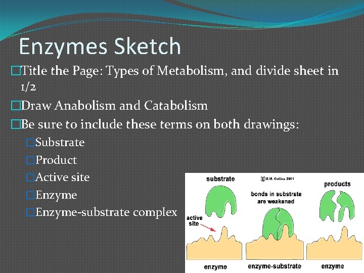 Enzymes Sketch �Title the Page: Types of Metabolism, and divide sheet in 1/2 �Draw
