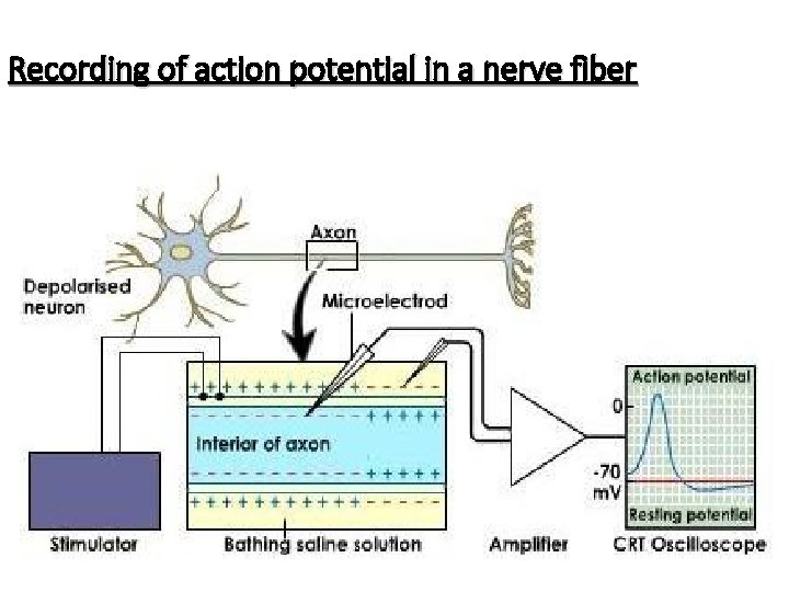 Recording of action potential in a nerve fiber 