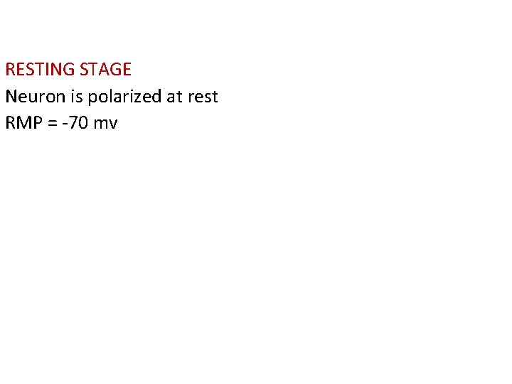 RESTING STAGE Neuron is polarized at rest RMP = -70 mv 