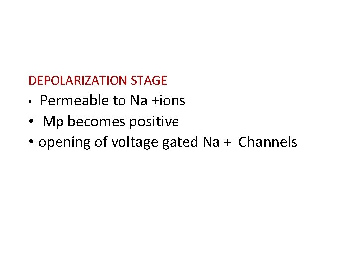 DEPOLARIZATION STAGE Permeable to Na +ions • Mp becomes positive • opening of voltage