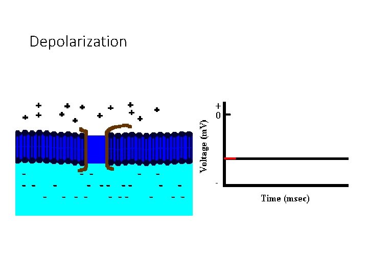 Depolarization 