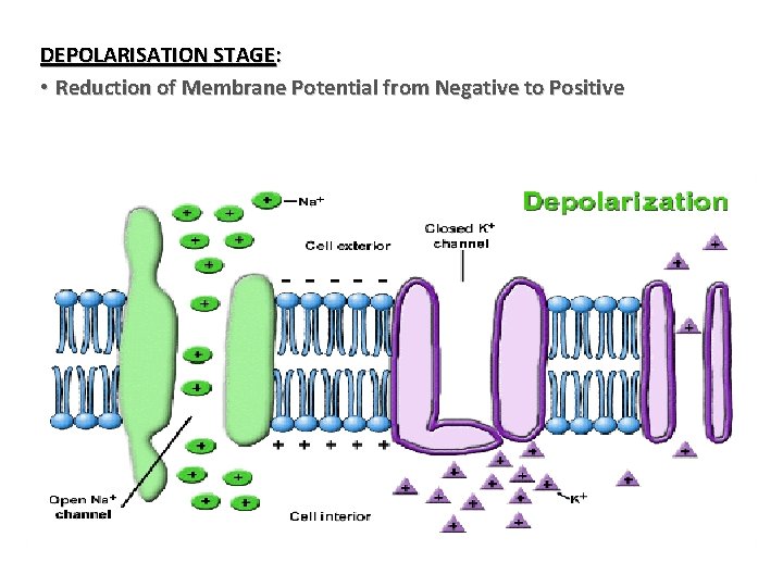 DEPOLARISATION STAGE: • Reduction of Membrane Potential from Negative to Positive 