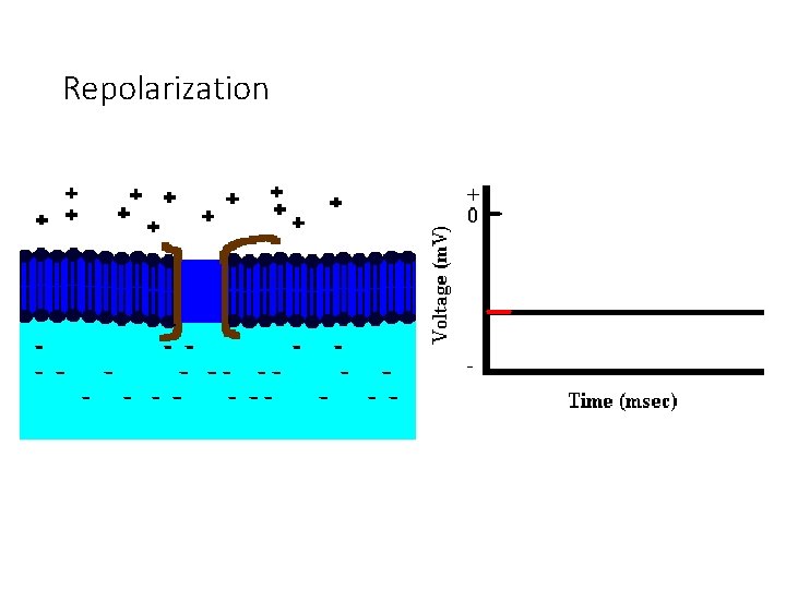 Repolarization 