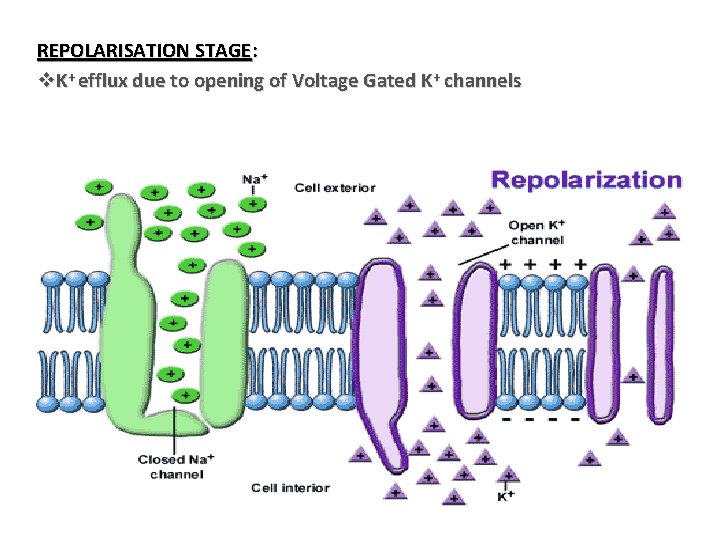 REPOLARISATION STAGE: v. K+ efflux due to opening of Voltage Gated K+ channels 