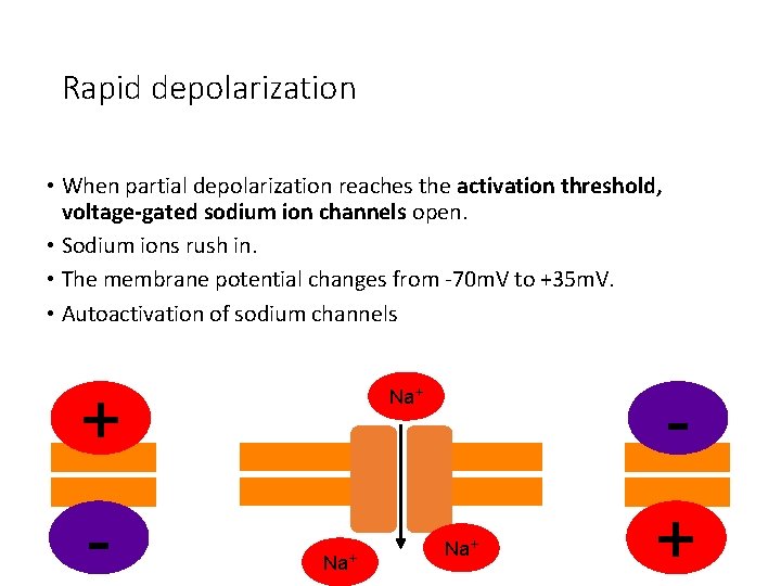 Rapid depolarization • When partial depolarization reaches the activation threshold, voltage-gated sodium ion channels