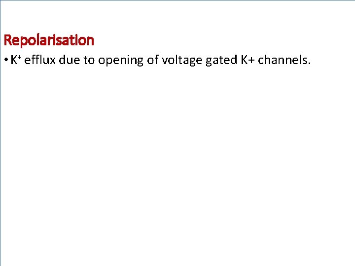 Repolarisation • K+ efflux due to opening of voltage gated K+ channels. 