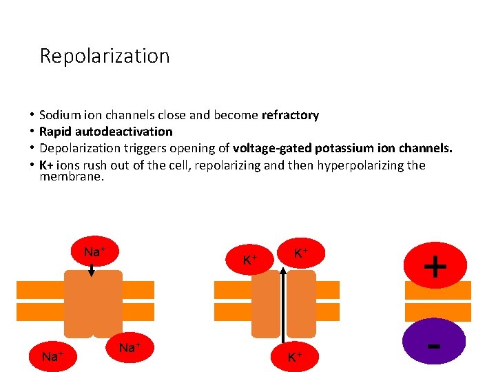 Repolarization • • Sodium ion channels close and become refractory Rapid autodeactivation Depolarization triggers