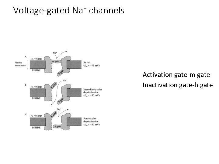 Voltage-gated Na+ channels Activation gate-m gate Inactivation gate-h gate 