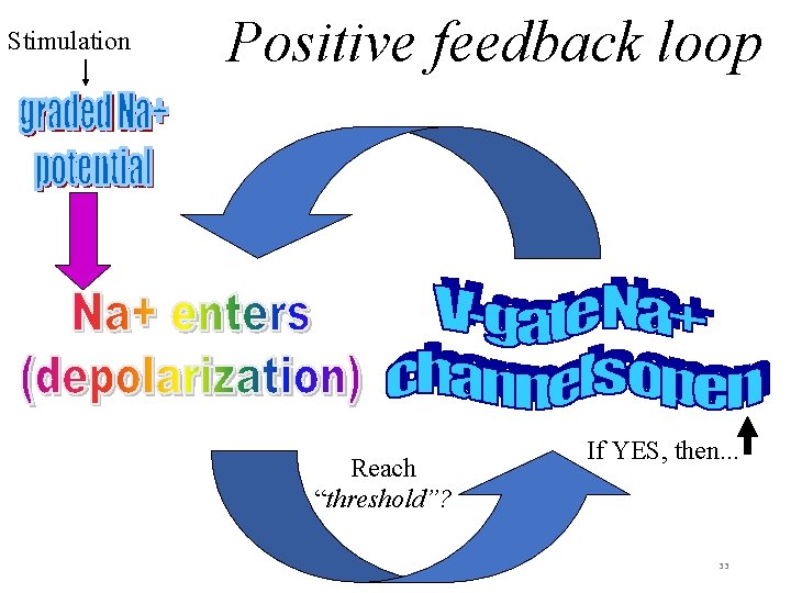 Stimulation Positive feedback loop Reach “threshold”? If YES, then. . . 33 