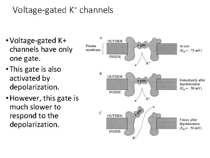 Voltage-gated K+ channels • Voltage-gated K+ channels have only one gate. • This gate