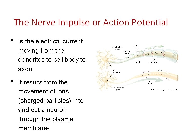 The Nerve Impulse or Action Potential • • Is the electrical current moving from