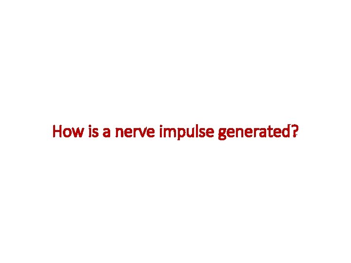 How is a nerve impulse generated? 