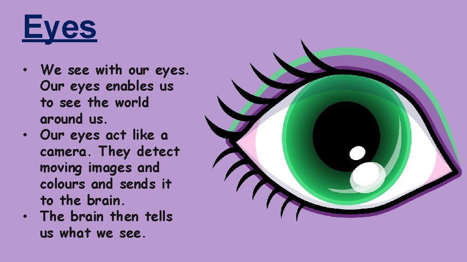 Eyes • We see with our eyes. Our eyes enables us to see the