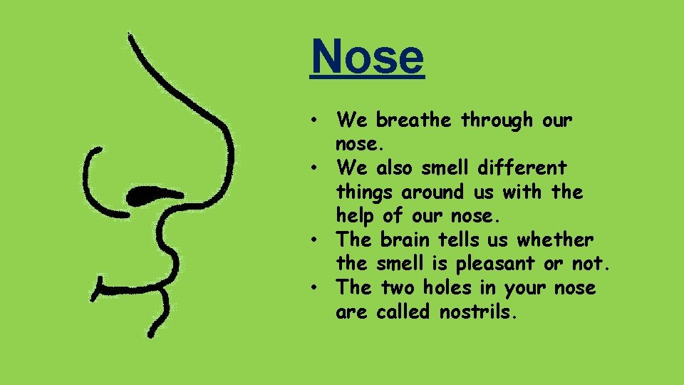 Nose • We breathe through our nose. • We also smell different things around