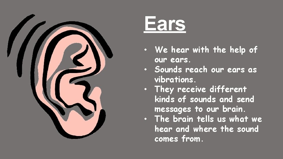 Ears • We hear with the help of our ears. • Sounds reach our