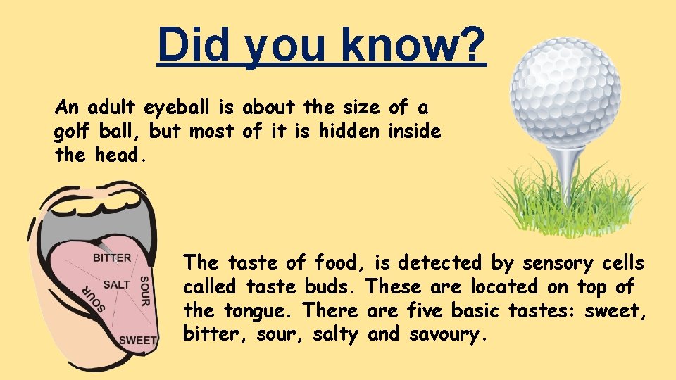 Did you know? An adult eyeball is about the size of a golf ball,