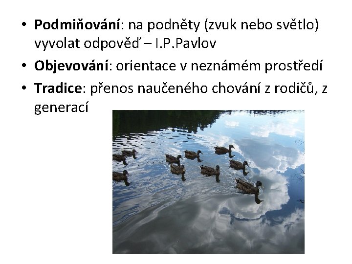  • Podmiňování: na podněty (zvuk nebo světlo) vyvolat odpověď – I. P. Pavlov