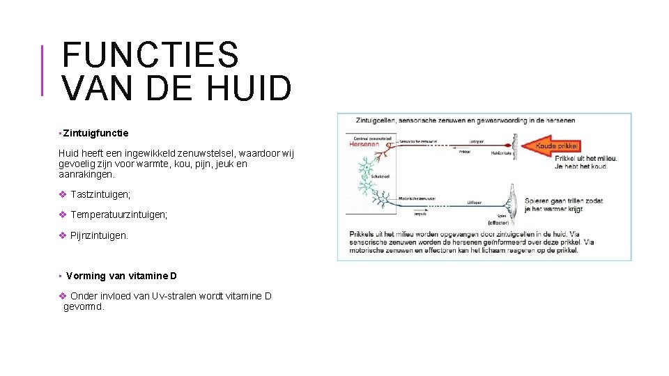 FUNCTIES VAN DE HUID • Zintuigfunctie Huid heeft een ingewikkeld zenuwstelsel, waardoor wij gevoelig
