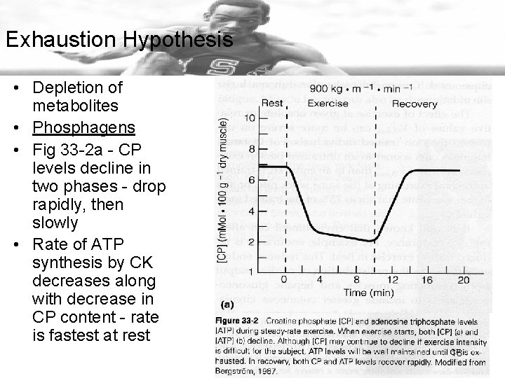 Exhaustion Hypothesis • Depletion of metabolites • Phosphagens • Fig 33 -2 a -