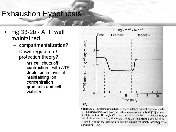 Exhaustion Hypothesis • Fig 33 -2 b - ATP well maintained – compartmentalization? –