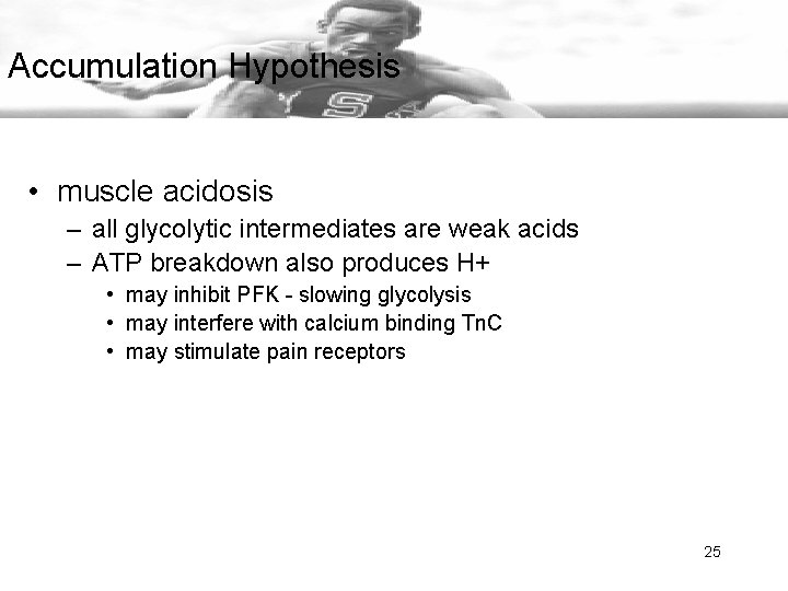 Accumulation Hypothesis • muscle acidosis – all glycolytic intermediates are weak acids – ATP