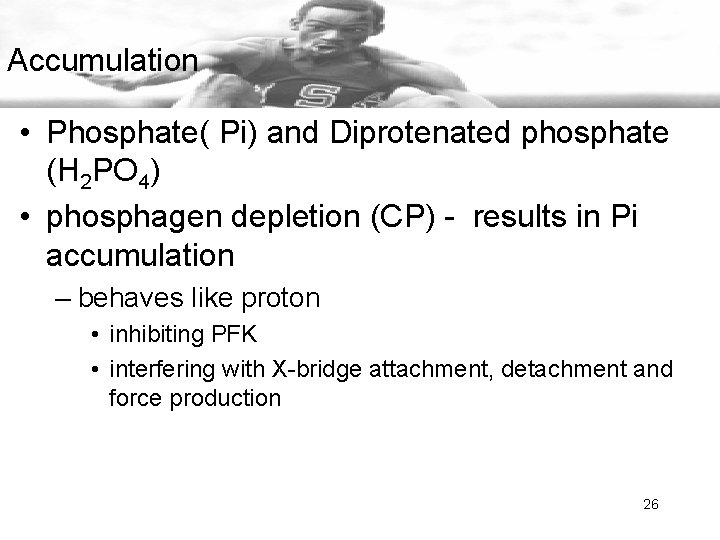 Accumulation • Phosphate( Pi) and Diprotenated phosphate (H 2 PO 4) • phosphagen depletion