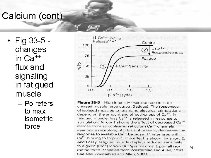 Calcium (cont) • Fig 33 -5 changes in Ca++ flux and signaling in fatigued