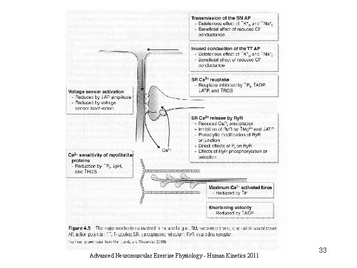 Advanced Neuromuscular Exercise Physiology - Human Kinetics 2011 33 