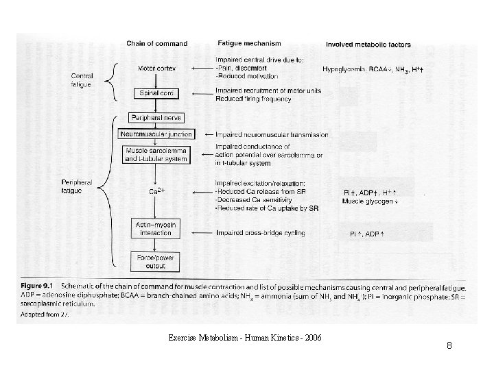 Exercise Metabolism - Human Kinetics - 2006 8 