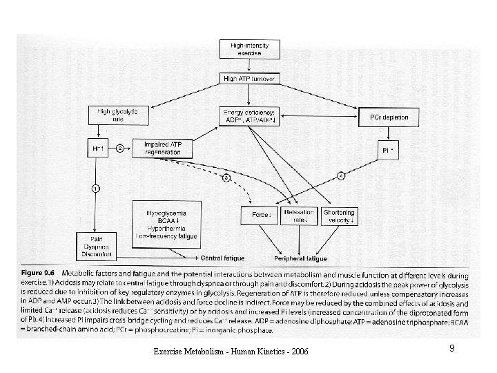 Exercise Metabolism - Human Kinetics - 2006 9 