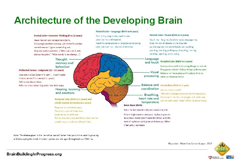 Architecture of the Developing Brain 