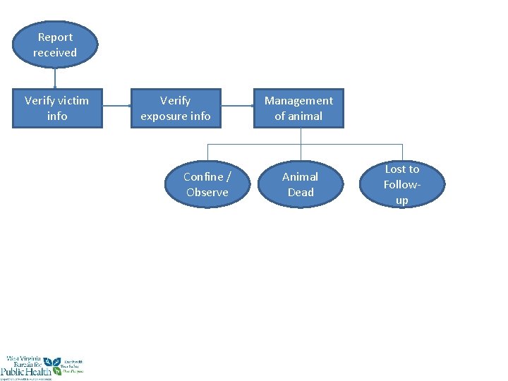 Report received Verify victim info Verify exposure info Confine / Observe Management of animal