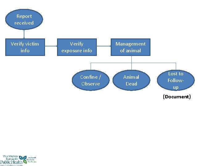 Report received Verify victim info Verify exposure info Confine / Observe Management of animal