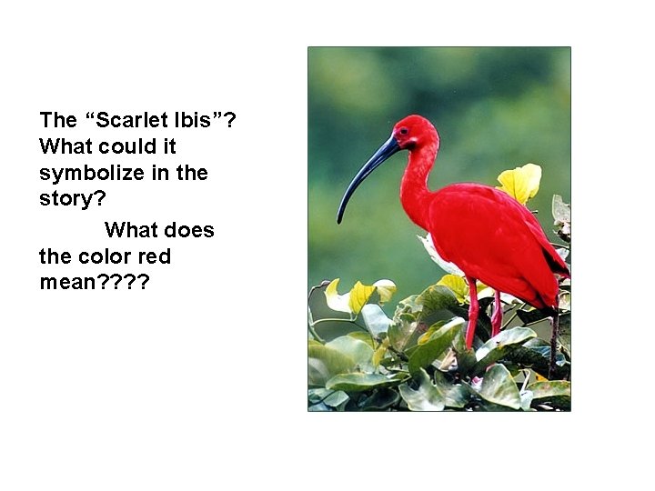 The “Scarlet Ibis”? What could it symbolize in the story? What does the color