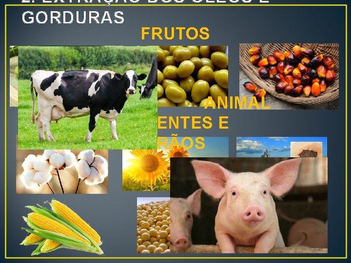 2. EXTRAÇÃO DOS ÓLEOS E GORDURAS FRUTOS ANIMAL SEMENTES E GRÃOS 